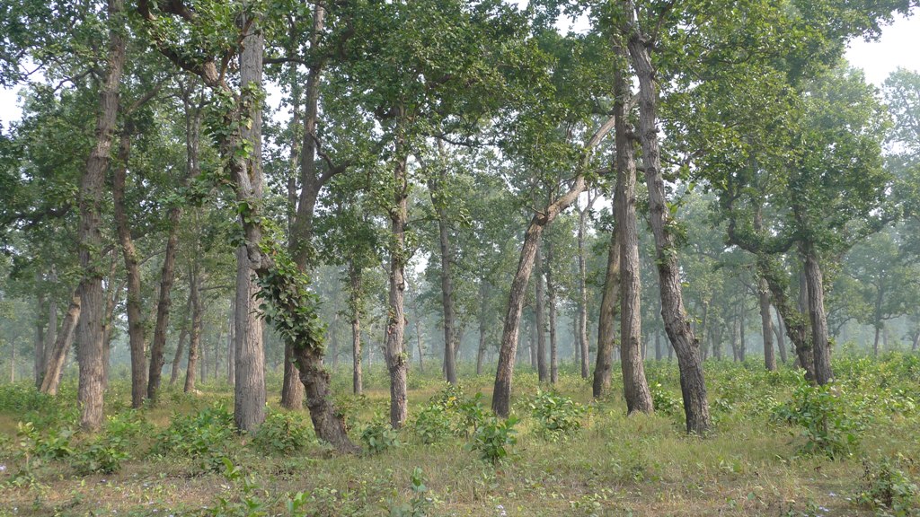 Development of a Forest Canopy and Biomass Measuring Technique using ...